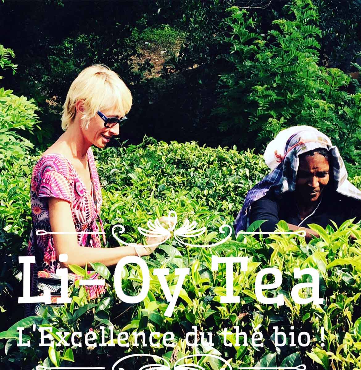 plantation de thé bio au Sri Lanka